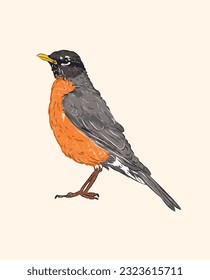 Side view of realistic American robin in bird illustration