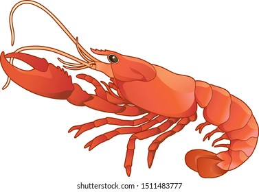 Side view red lobster realistic illustration