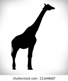 side view silhouette of a large African giraffe