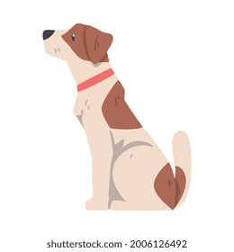 Side View of Sitting Jack Russell Terrier, Cute Pet Animal with Brown and White Coat Cartoon Vector Illustration