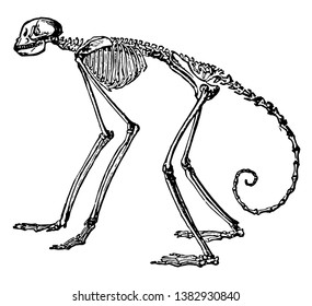 Side View of Skeleton of South American Spider Monkey in which the proportion in the spider monkeys of the genus Ateles, vintage line drawing or engraving illustration.