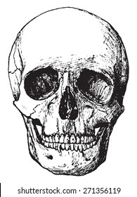 Side view of skull, vintage engraved illustration.
