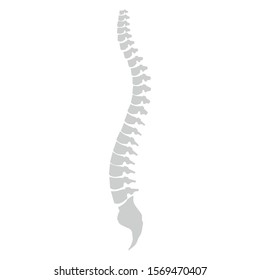 Side view of the spine on a white background