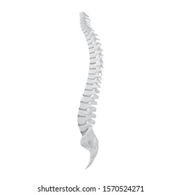 Side view of the spine on a white background