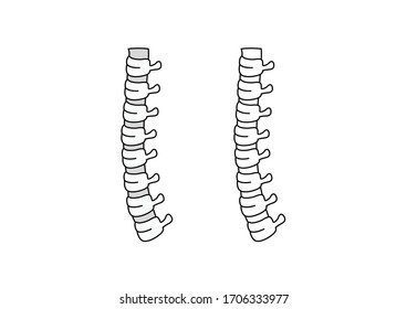 Side view of the spine on a white background, Backbone, vector illustration