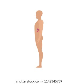 Side view spleen human body icon. Flat illustration of side view spleen human body vector icon for web isolated on white