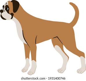 Side View Of A Standing Boxer Dog