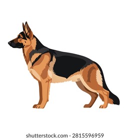 Side View Vector Illustration of a Purebred German Shepherd Dog Isolated on White Background