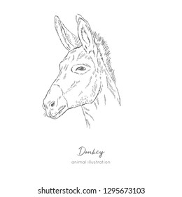 Side view Vector portrait illustration of donkey farm animal Hand drawn ink realistic sketching isolated on white. Perfect for agriculture farm logo branding design.