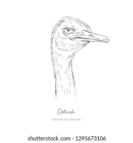 Side view Vector portrait illustration of ostrich bird. Hand drawn ink realistic sketching isolated on white. Perfect for agriculture farm logo branding design.