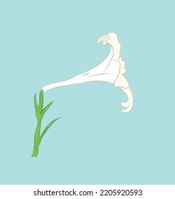 Vista lateral de la lirio blanca floreciente en la ilustración plana vectorial