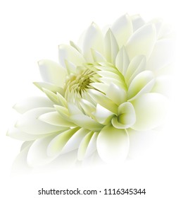 Side view of white chrysanthemum flower isolated on white background.