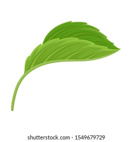 Side Viewed Detailed Green Hibiscus Leaf Vector Illustrated Element Isolated On White Background
