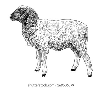 The side of young sheep  on white background