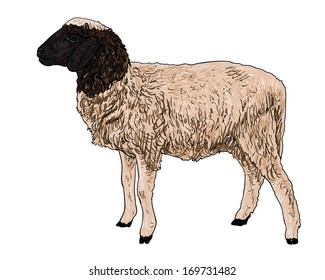 The side of young sheep  on white background
