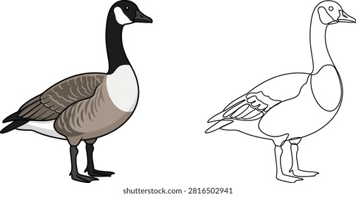 A side-by-side comparison of a Canada goose, featuring a full-color illustration on the left and a clean black-and-white line art drawing on the right.