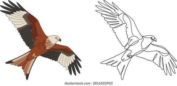 A side-by-side comparison of a colored illustration and a single-line art drawing of a red kite bird in flight.