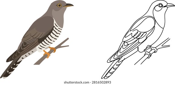 A side-by-side comparison of a colorful illustrated common cuckoo bird and its black and white line art outline version.