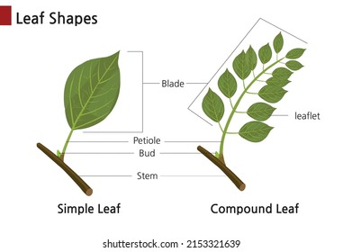 A side-by-side comparison of simple and compound leaves. Isolated in white.