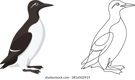 A side-by-side illustration of a murre bird, featuring a colored version and a single-line continuous drawing style.