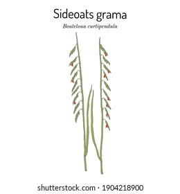 Sideoats grama (Bouteloua curtipendula), Grado Oficial Estatal de Texas. Ilustración dibujada a mano por el vector