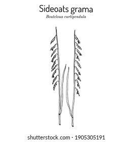 Sideoats grama (Bouteloua curtipendula), Grado Oficial Estatal de Texas. Ilustración dibujada a mano por el vector