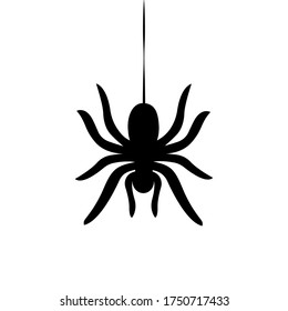 Sider hanging on cobweb isolated on white background. Vector illustration
