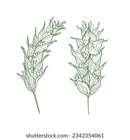 Sideritis mountain tea drawing on isolated background. Sideritis montana plant hand drawn, healthy drink, plant for cosmetics, essential oil,seasoning. Design element for label, print, logo, template