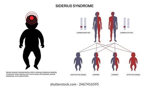 Siderius syndrome poster. X linked intellectual disability. Delayed development of motor skills. Child inherits one copy of a mutated gene from each parent. Affected, carriers or healthy chromosomes