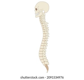 Sideways bone illustrations of the spine, spine and skull