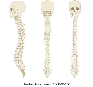 Sideways bone illustrations of the spine, spine and skull