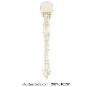 Sideways bone illustrations of the spine, spine and skull