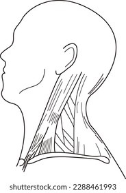 sideways person's neck muscle structure diagram