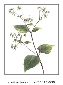Siegesbeckia pubescens, hand-painted floral and botanical painting, hand-painted herbal painting, natural herbs.