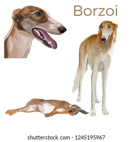 Sighthound dog front view in full growth and portrait of the head in profile with hunting hare. Vector illustration isolated on white background