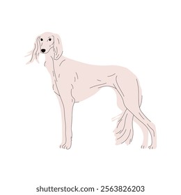 Sighthound saluki image or vector hunting dog. Zoology sign with hunt hound or canine symbol for cynology illustration. Puppy or domestic pet breed. Biology placard. Doggy or doggie, mammal theme