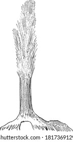Sigillaria restored, From the Dictionary of Word and Things, 1888.