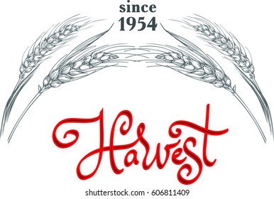 Sign or logo template with few ripe wheat ears and lettering Harvest. Vector illustration.
