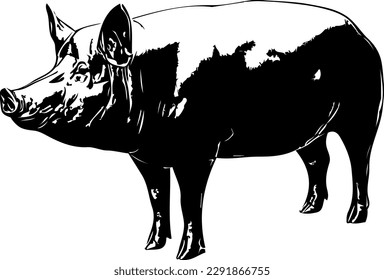 Sign pig. Isolated black silhouette pig on white background. Vector illustration, Quality black and white vector silhouettes of pig