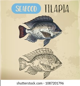 Sign with tilapia or cichlid fish. Sketch of fish or hand drawn seafood trophy, water animal for restaurant menu or shop banner. Underwater and nautical, marine and fishing, catch and wildlife theme