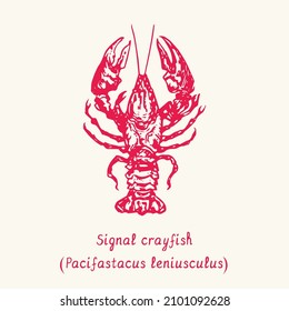 Signal crayfish (Pacifastacus leniusculus) top view. Ink black and white doodle drawing in woodcut style with inscription.