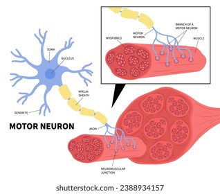 Signal test in neurological The anatomy of Motor neuron cell cause Parkinson's disease with gene mutation neuropathy that sensory myelinated affect to insomnia depression and reflex arc action