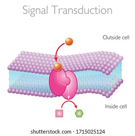 Signal transduction - Functions of membrane proteins - The Structure of Biological Membranes Vector Illustration