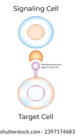 Vektorgrafik von Signalisierungszellen und Zielzellen-Design