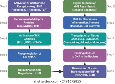 The NF-κB Signaling Network: Comprehensive Vector Flowchart on a Clean White Background