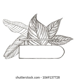 Signboard and Tropical palm leaves, vector illustration. Graphic hand drawn painted illustration. Place for text