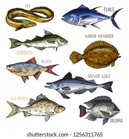 Signboards With Fish. Trophy Signs With Eel And Haddock, Winter Flounder And Silver Hake, Sea And Common Roach, Tilapia. Ocean And Underwater Wildlife, Fishing And Nautical, Marine And Catch Theme