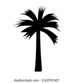 
A significant tree pattern tropic palm
