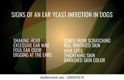 Signs of an Ear Yeast Infection in Dogs. Vector illustration for medical journal or brochure.