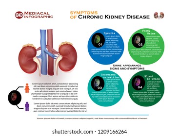 Signs Symptoms Chronic Kidney Disease Stock Vector (Royalty Free ...